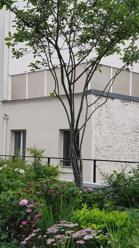 Amenagement jardin privatif Rue CAMBON – PARIS 20210716 100610